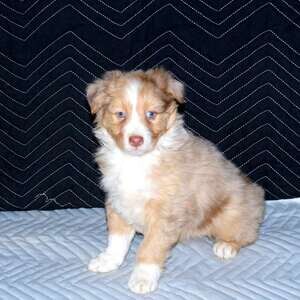 Australian shepherd puppies Ready | PostAds PH