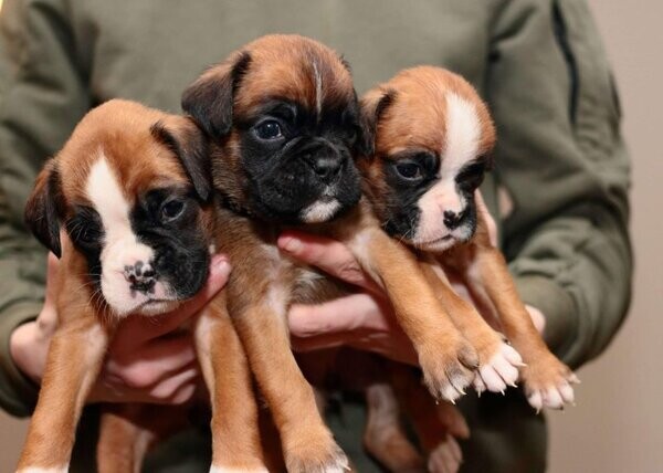 Cute Boxer Puppies