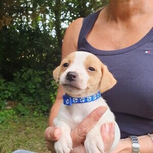 Jack Russel Terrier Puppies | PostAds PH