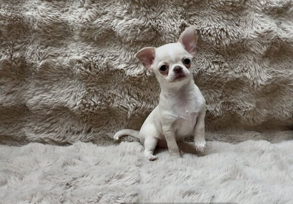 Chihuahua Puppies for Rehoming