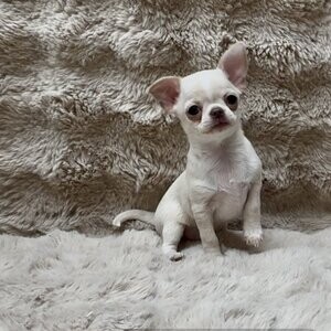 Chihuahua Puppies for Rehoming | PostAds PH