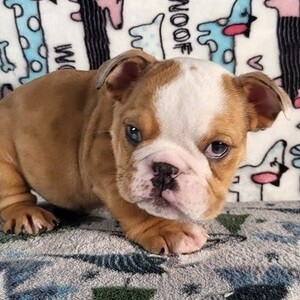 Missy English Bulddog | PostAds PH