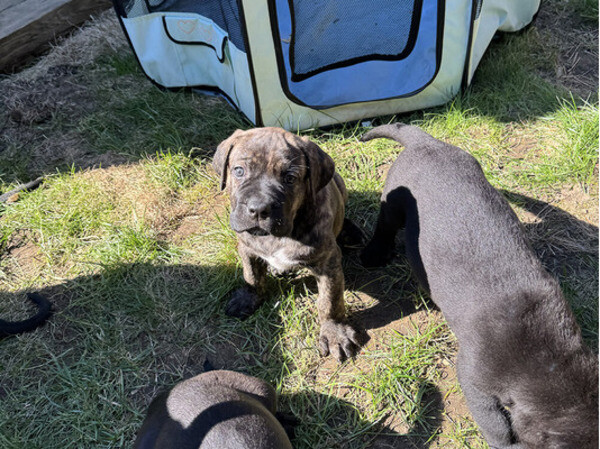Stunning Cane Corso Puppies
