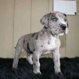 Purebred Great Dane puppies | PostAds PH