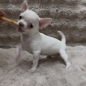Pre-spoiled Chihuahua Puppies | PostAds PH