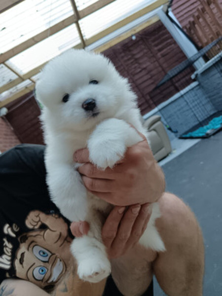 Charming Samoyed Pups