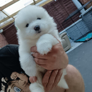 Charming Samoyed Pups | PostAds PH