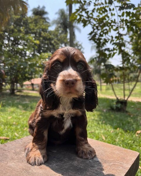 Meet Max, the Friendly English Cocker Spaniel Puppy