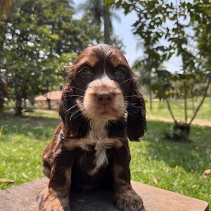 Meet Max, the Friendly English Cocker Spaniel Puppy | PostAds PH
