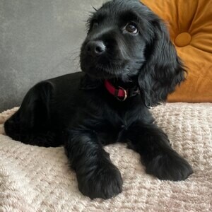 Meet "Luna," the adorable black girl English Cocker Spaniel puppy | PostAds PH