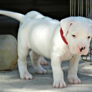 Dogo Argentino Puppies | PostAds PH