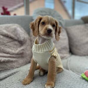 Meet "Daisy," the charming girl English Cocker Spaniel puppy | PostAds PH