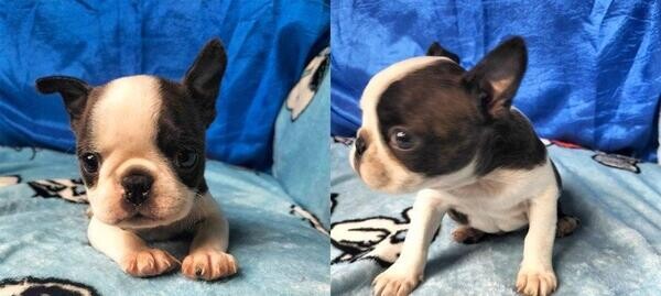 Blue Boston Terrier Puppies