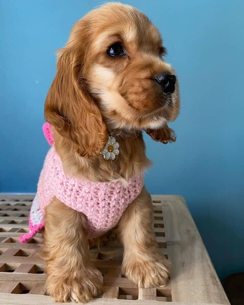 Meet "Sunshine," the radiant Golden girl English Cocker Spanie