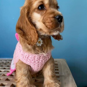 Meet "Sunshine," the radiant Golden girl English Cocker Spanie | PostAds PH