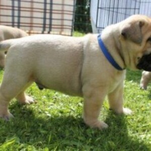 Chunky Bullmastif Puppies For Sale | PostAds PH