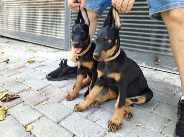Beautiful Doberman Pinscher Pups