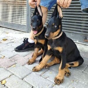 Beautiful Doberman Pinscher Pups | PostAds PH