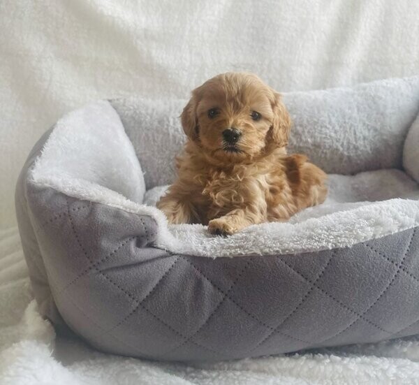 Cockapoos Puppies For Sale Now | PostAds.ph