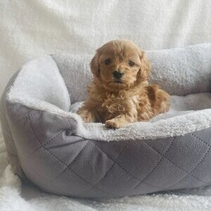 Cockapoos Puppies For Sale Now | PostAds PH