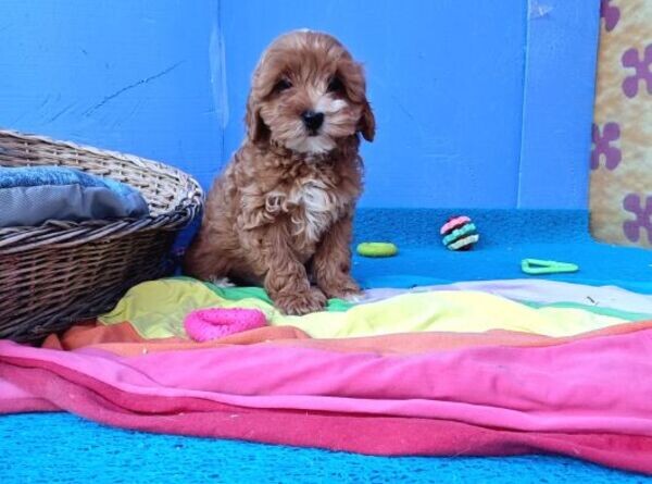 Maltipoo Puppies