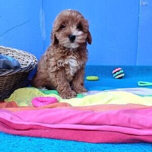 Maltipoo Puppies | PostAds PH