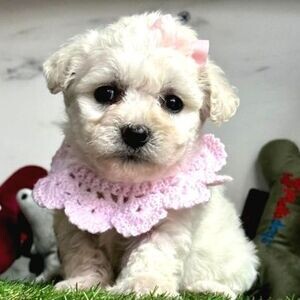 Maltesse Terrier puppy | PostAds PH