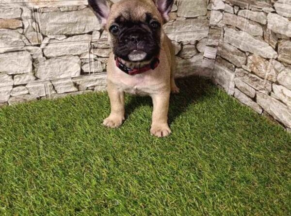 French Bulldog puppies