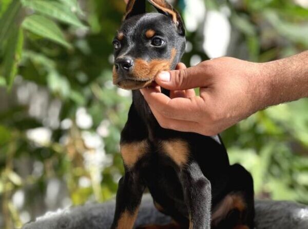 Doberman puppies