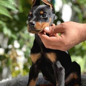 Doberman puppies | PostAds PH