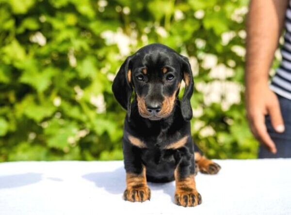 Nice Dachshund Puppies
