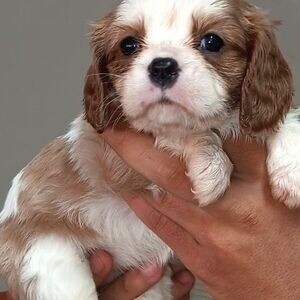 Cavalier king Charles Spaniel | PostAds PH