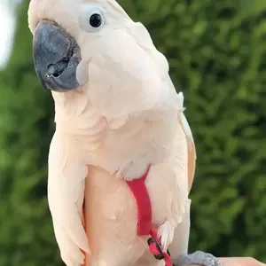 umbrella Cockatoos | PostAds PH
