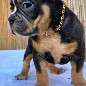 Exotic Bully Puppies | PostAds PH
