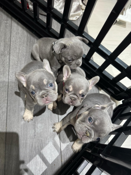 lilac merle French Bulldog puppies
