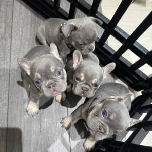 lilac merle French Bulldog puppies | PostAds PH