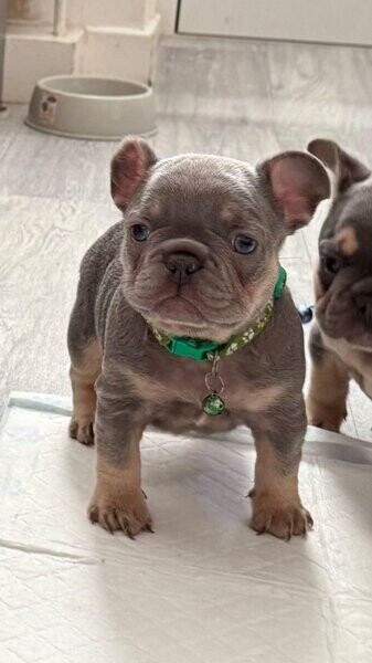 French Bulldog puppies, Fluffys