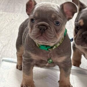 French Bulldog puppies, Fluffys | PostAds PH