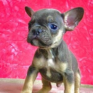 cute French bulldog puppies for sale | PostAds PH