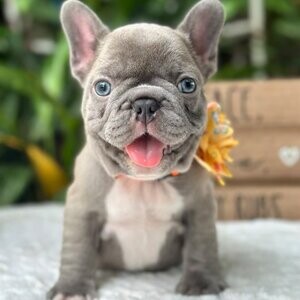 Gorgeous French bulldog pups | PostAds PH
