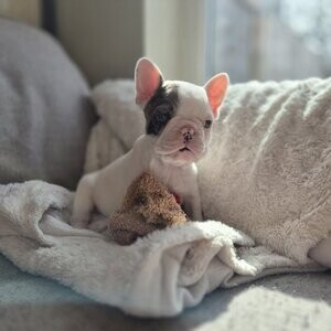 Kc registered fluffy French bulldogs | PostAds PH