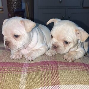 French Bulldog Puppies xx | PostAds PH
