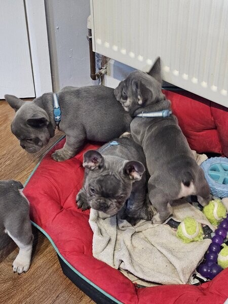 💛 Stunning French Bulldog Puppies