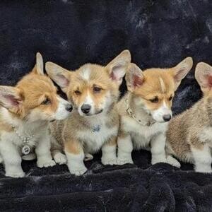 cute Pembroke Welsh Corgi Puppies | PostAds PH