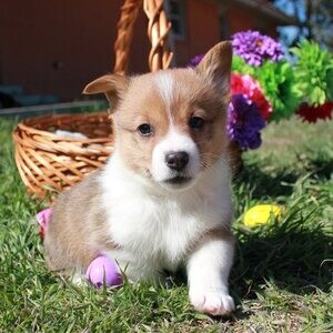 Outstanding Pembroke Welsh Corgi Puppies xx | PostAds PH