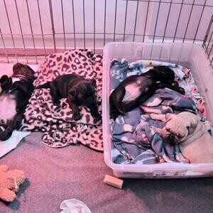 Pugs for Sale Near me Under 500 Pug Breeders Near me Cheap Pug Pup | PostAds PH