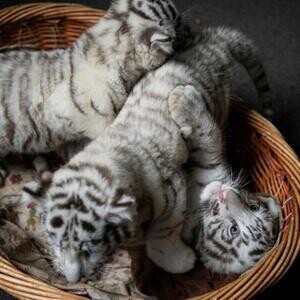 White Tiger Cubs For Sale viber :+639463422605) | PostAds PH