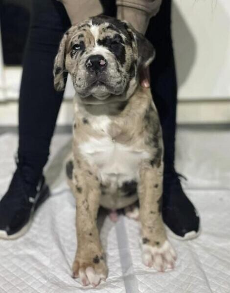 Healthy English Mastiff puppies viber :+639463422605)
