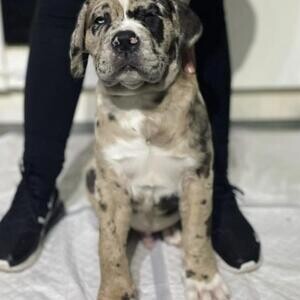 Healthy English Mastiff puppies viber :+639463422605) | PostAds PH
