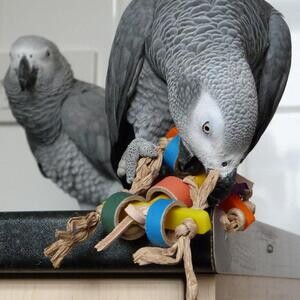 Talking African Grey Parrots Available for Loving Homes | PostAds PH